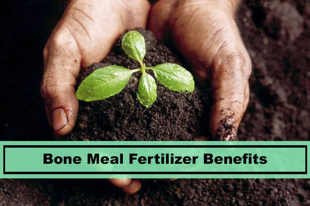 bone-meal-fertilizer-plants-spark-joy