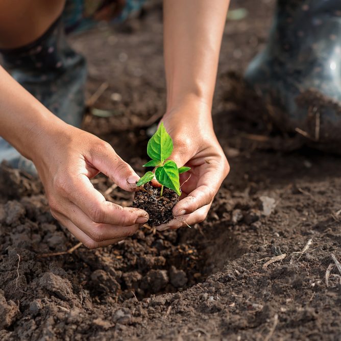 Transplanting-seedling
